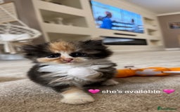 Persian cats for sale: Persian Kittens  - Image 34