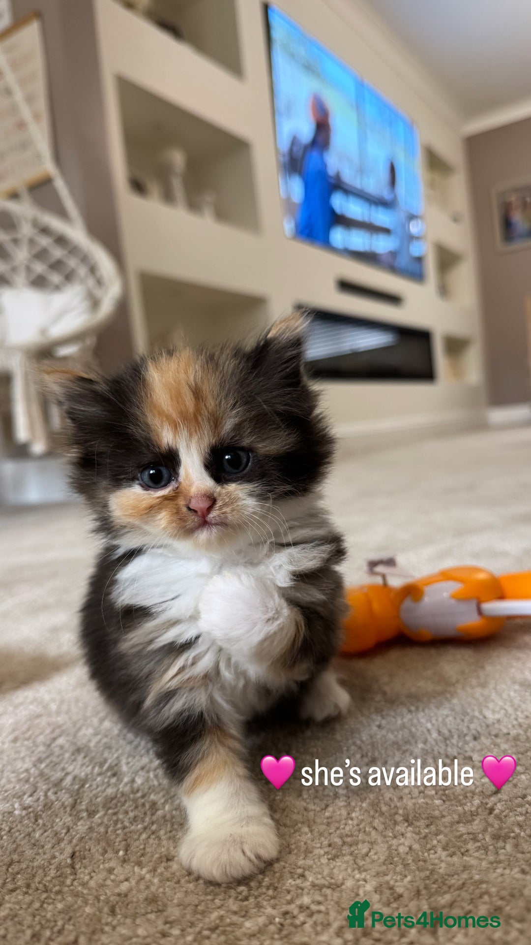 Persian cats for sale: Persian Kittens  - Image 34