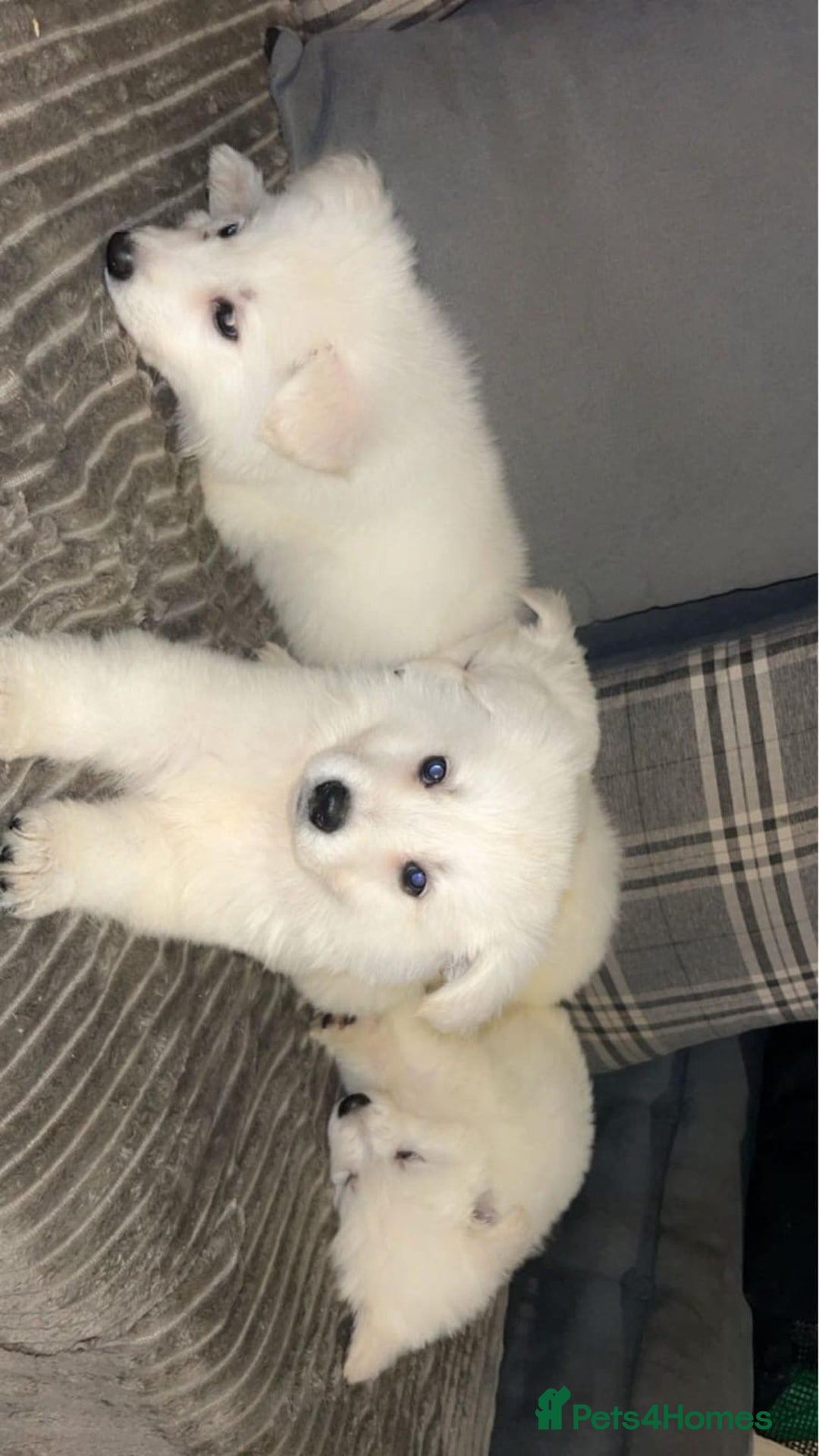 White Swiss Shepherd dogs for stud: Stunning KC WSS for stud  in Arundel - Image 11