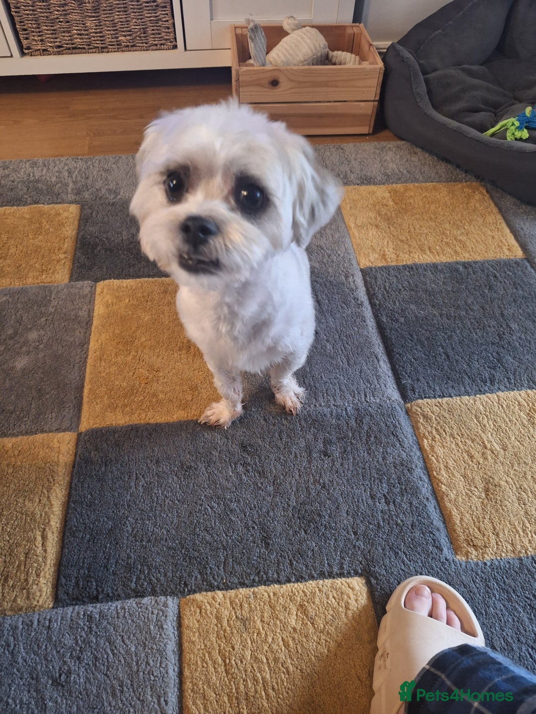 Mixed Breed dogs for sale: Alfie - Image 3