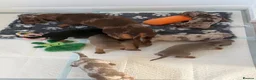 Miniature Dachshund dogs for sale: Beautiful Miniature Dachshund litter  - Advert 15