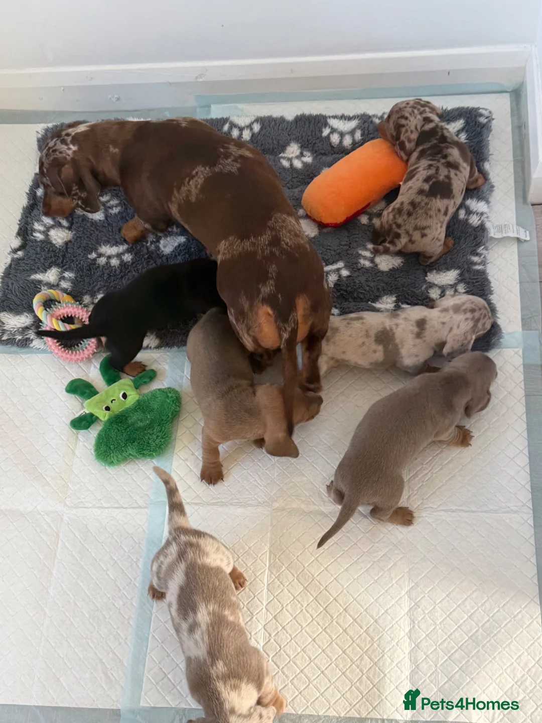 Miniature Dachshund dogs for sale: Beautiful Miniature Dachshund litter  - Advert 15