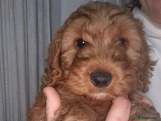 Cockapoo dogs Adorable fox red f1 miniature cockapoo puppies - Advert 18