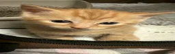 Mixed Breed cats for sale: 3 Adorable Litter Trained Kittens  - Advert 2