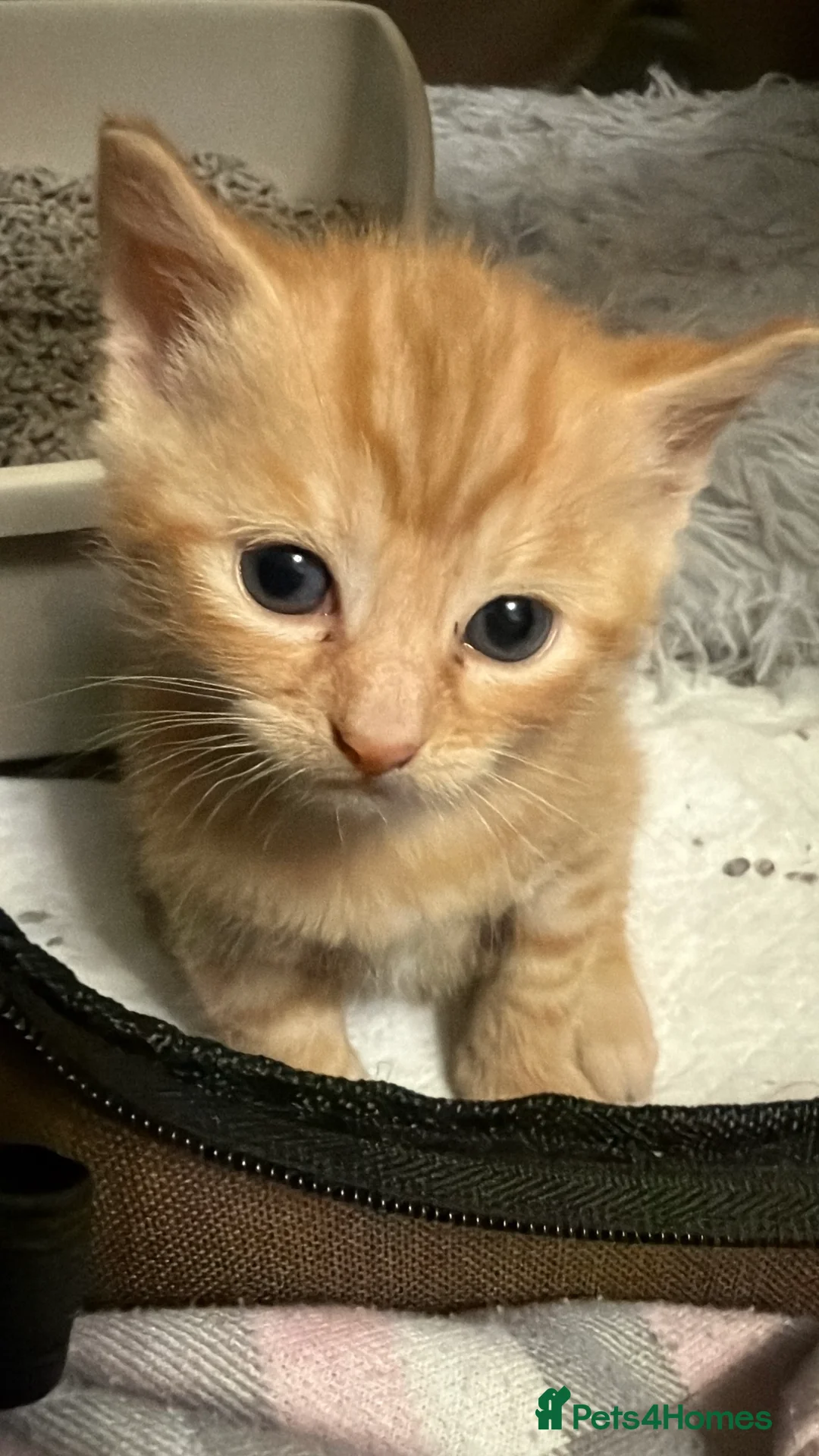 Mixed Breed cats for sale: 3 Adorable Litter Trained Kittens  - Advert 2