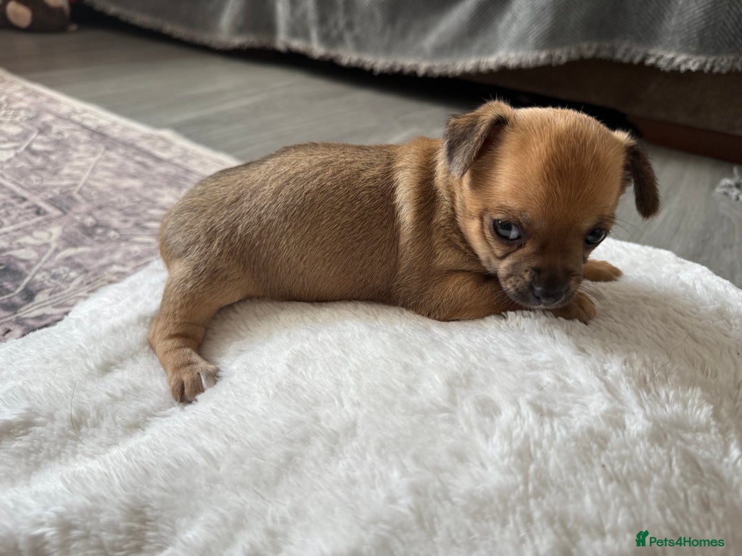 Chihuahua dogs for sale: Stunning Little Short Coat Chihuahuas - Last 2 - Image 21
