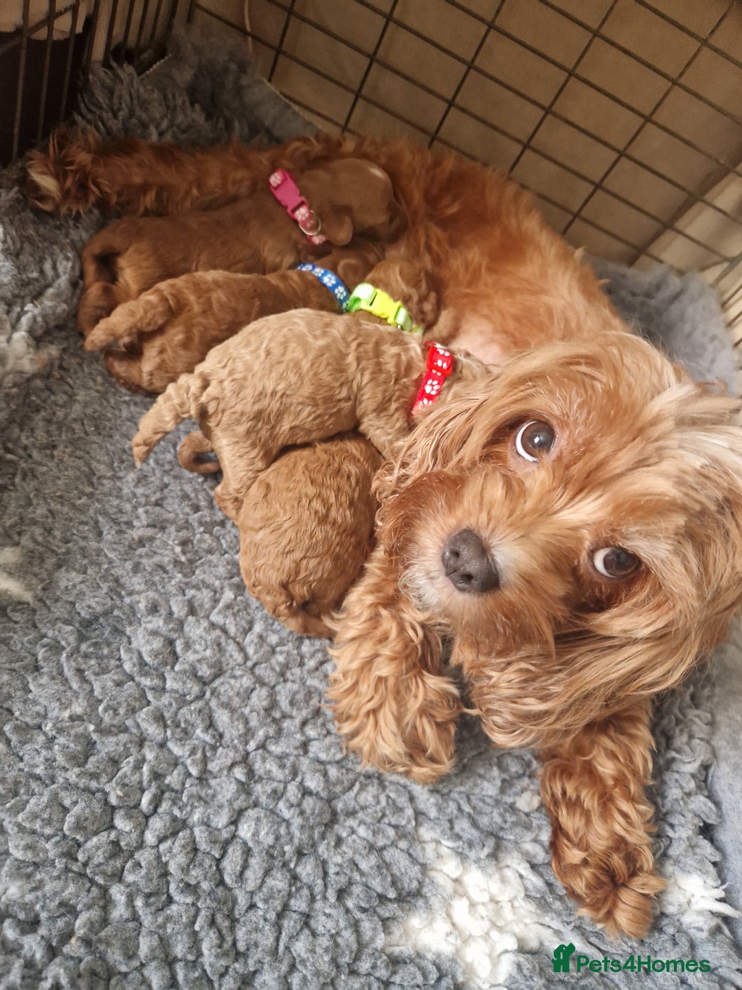Cavapoo dogs for sale: Health tested stunning cavapoos - Advert 2