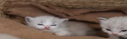 Ragdoll cats for sale: Tica Registered 💎 Ragdoll Kittens - Advert 16