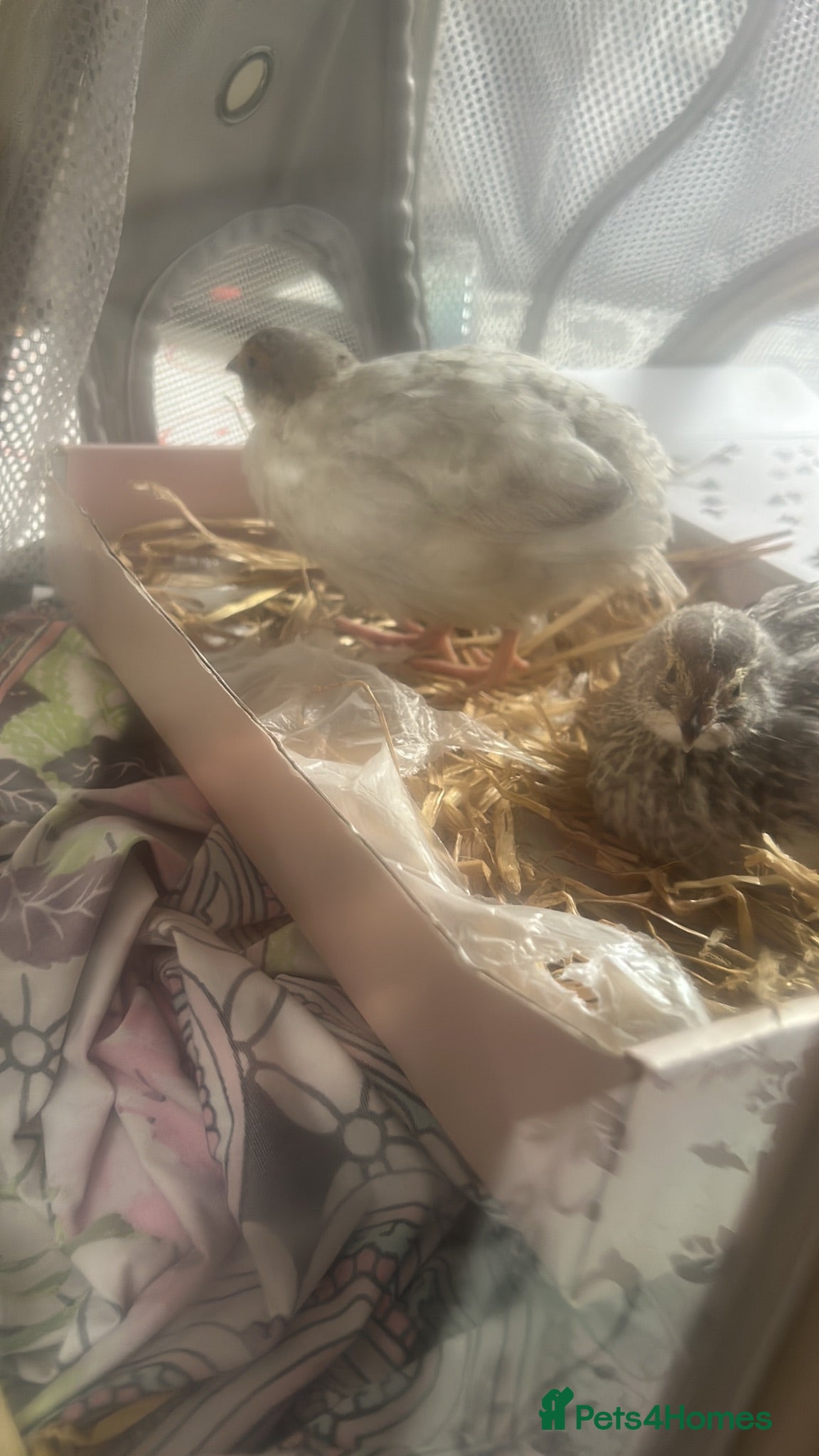 Quail poultry 2 quails - Advert 4