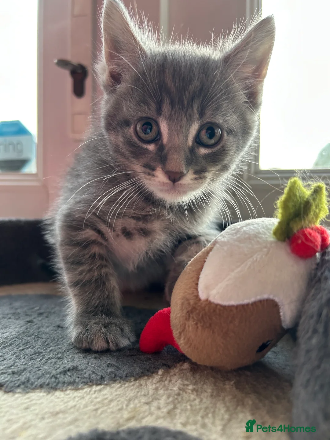 Maine Coon cats for sale: Stunning Maine Coon Cross kittens - Advert 2