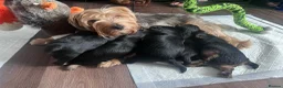Yorkshire Terrier dogs for sale: Yorkshire Terrier Puppies  - Advert 3