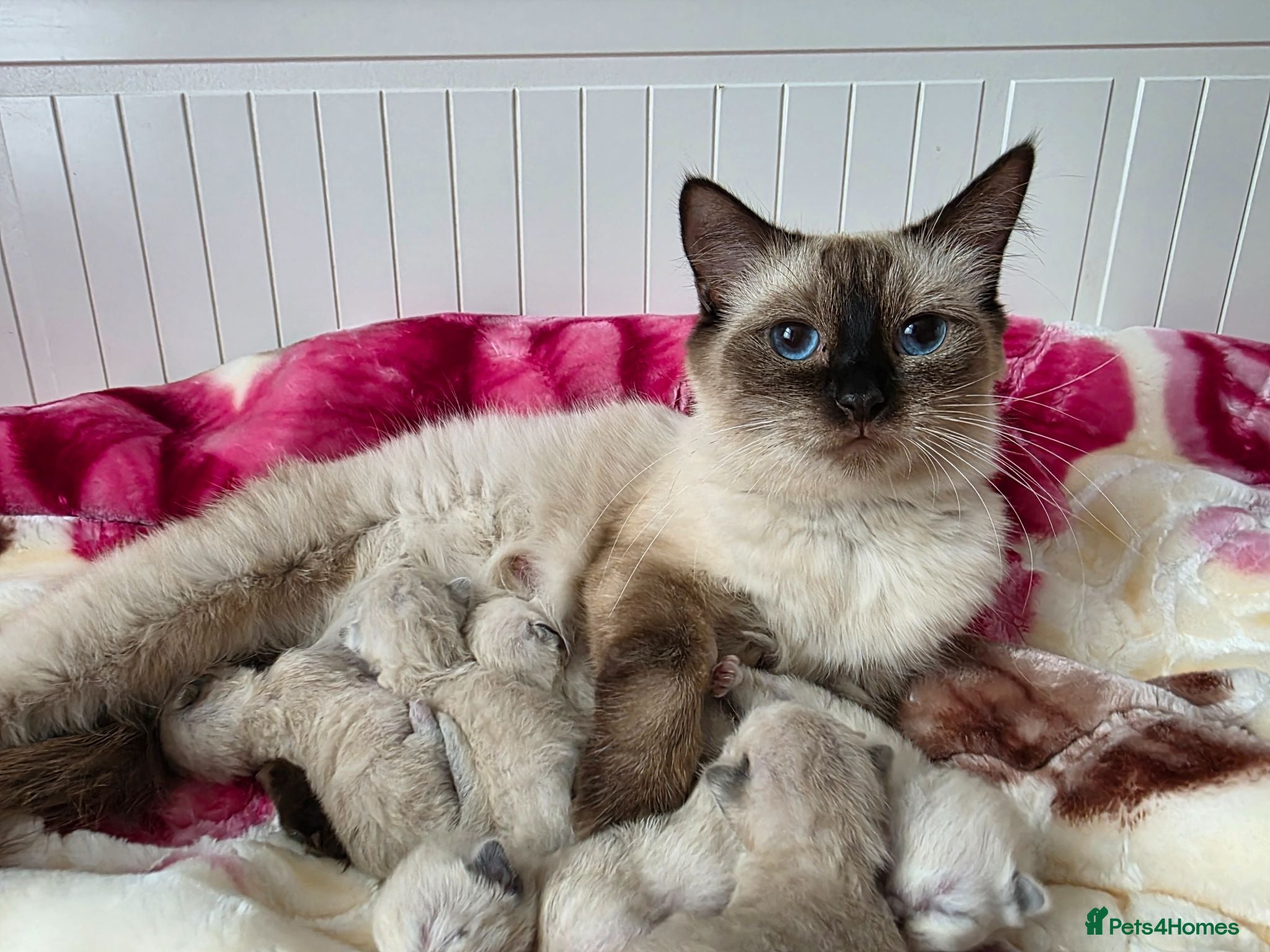 Ragdoll cats Ragdolks kittens-Reservation open😻😺🩵❤️ - Advert 2