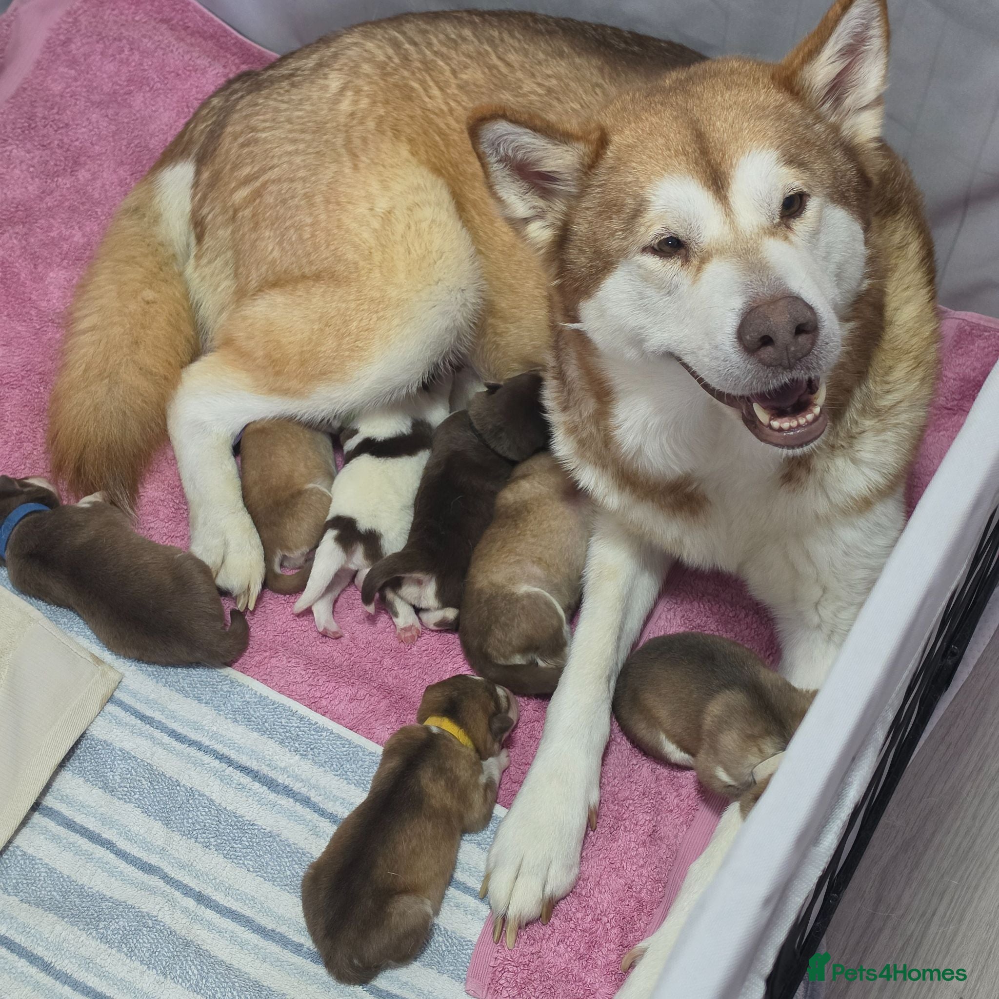 Alaskan Malamute dogs 7 Beautiful Alaskan Malamute Cross Puppies - Advert 1