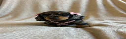Miniature Dachshund dogs for sale:  KC Registered Miniature Dachshund Puppies - Advert 25