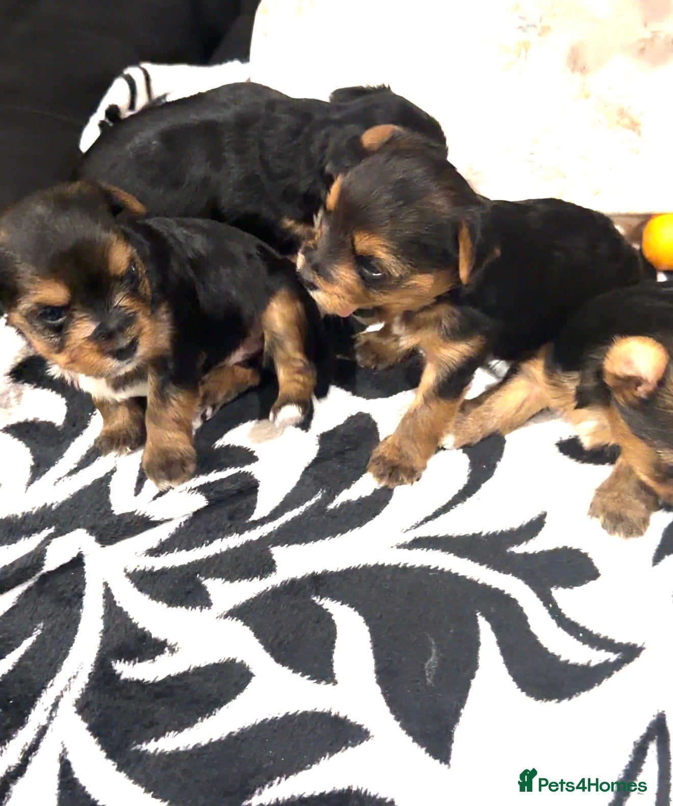Yorkshire Terrier dogs Yorkshire Terrier Puppies- 3 Girls & 1 Boy IPSWICH - Advert 6