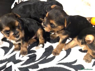 Yorkshire Terrier dogs Yorkshire Terrier Puppies- 3 Girls & 1 Boy IPSWICH - Advert 6