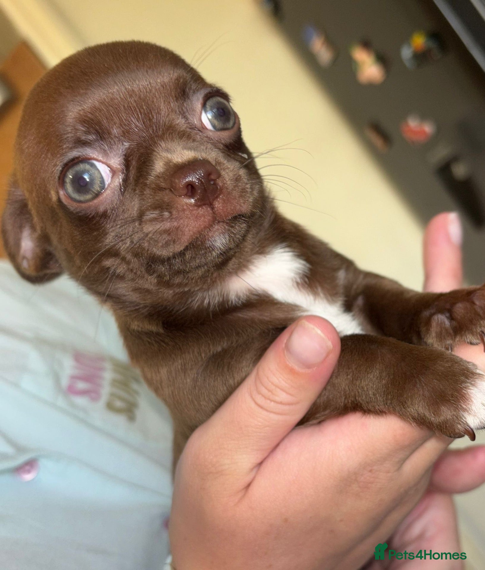 Chihuahua dogs Mrs McNally  - Advert 9