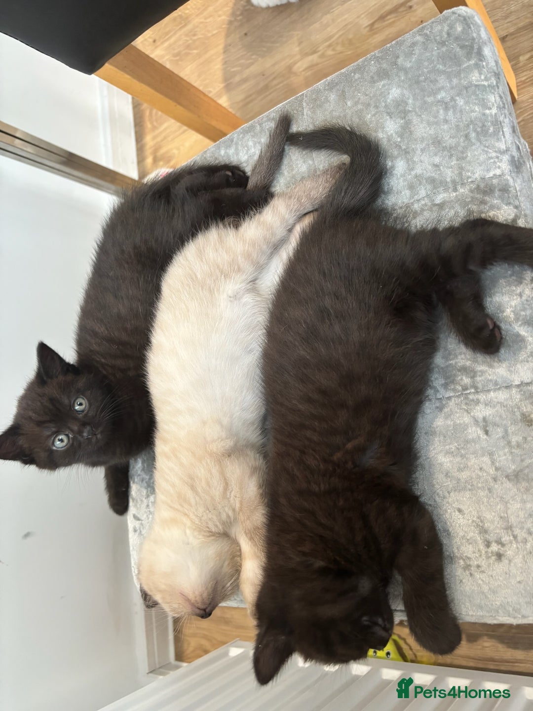 British Shorthair cats for sale: Full BSH kittens ready to leave now, 14 weeks old - Image 39
