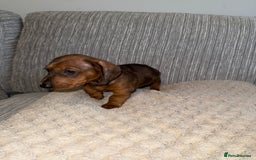 Miniature Dachshund dogs for sale: Mini dachshunds  - Image 5