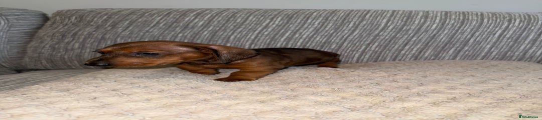 Miniature Dachshund Puppy 1