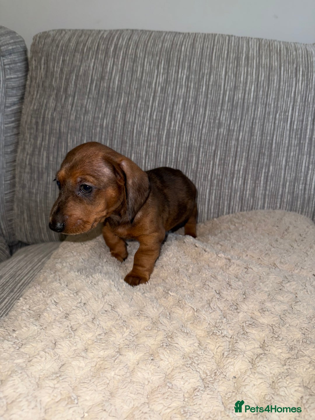 Miniature Dachshund dogs for sale: Mini dachshunds  - Image 5