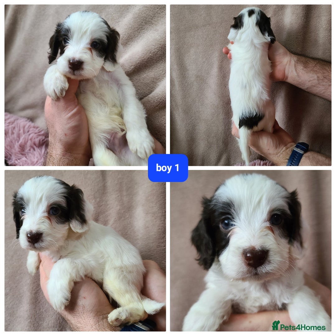 Cockapoo dogs for sale: F1 cockapoos. DNA Health Tested. Chocolate Parti - Advert 12