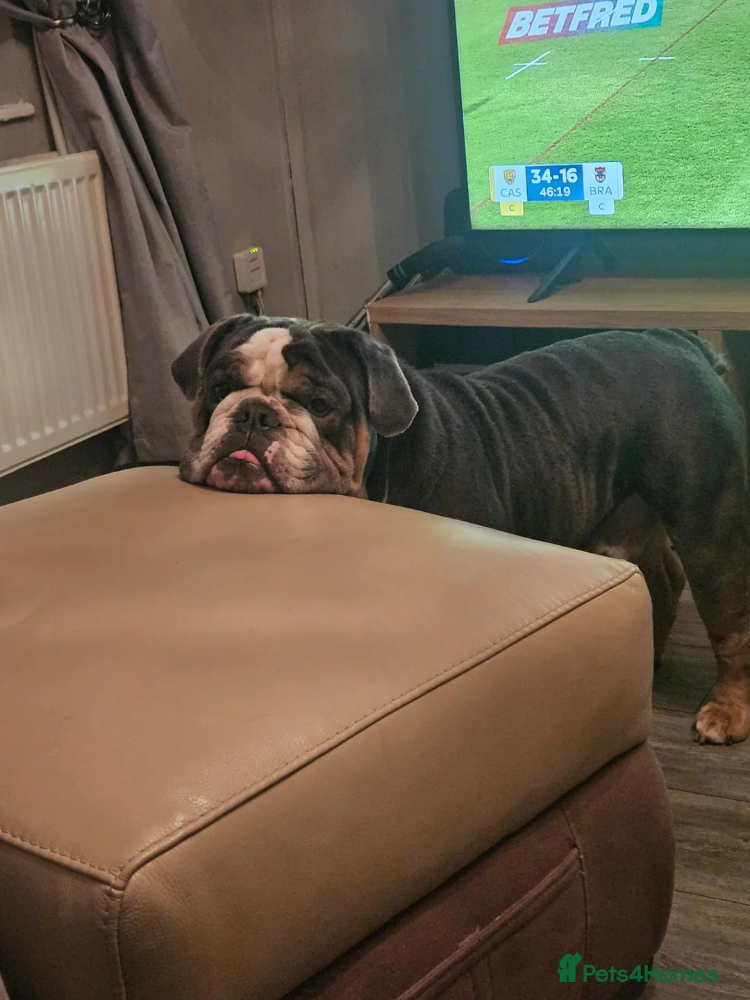 English Bulldog dogs for stud: Dog for stud KC Registered  - Advert 6
