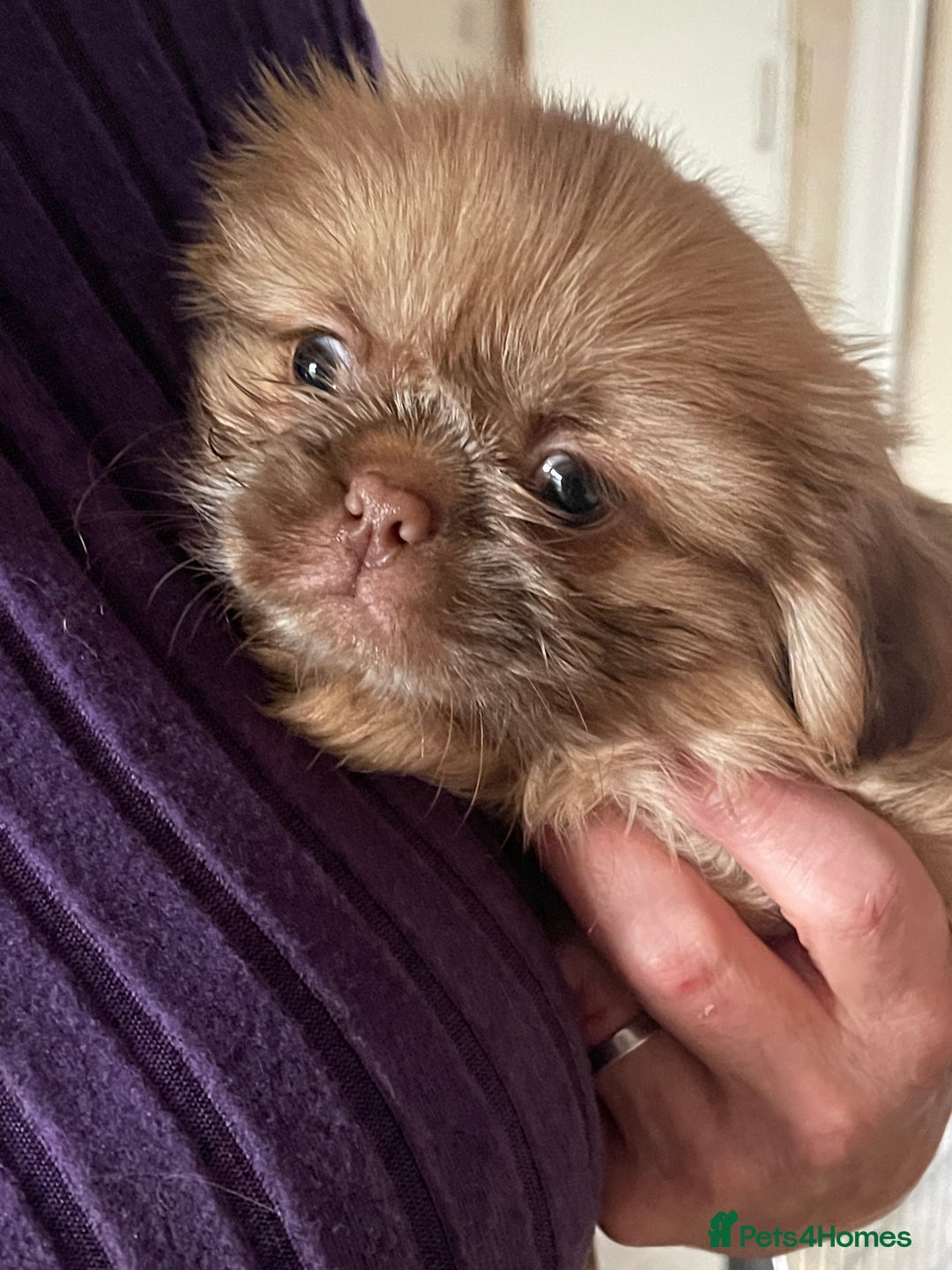 Shih Tzu dogs for sale: Shih Tzu Coloured Pups Standard x Imperial  - Image 7