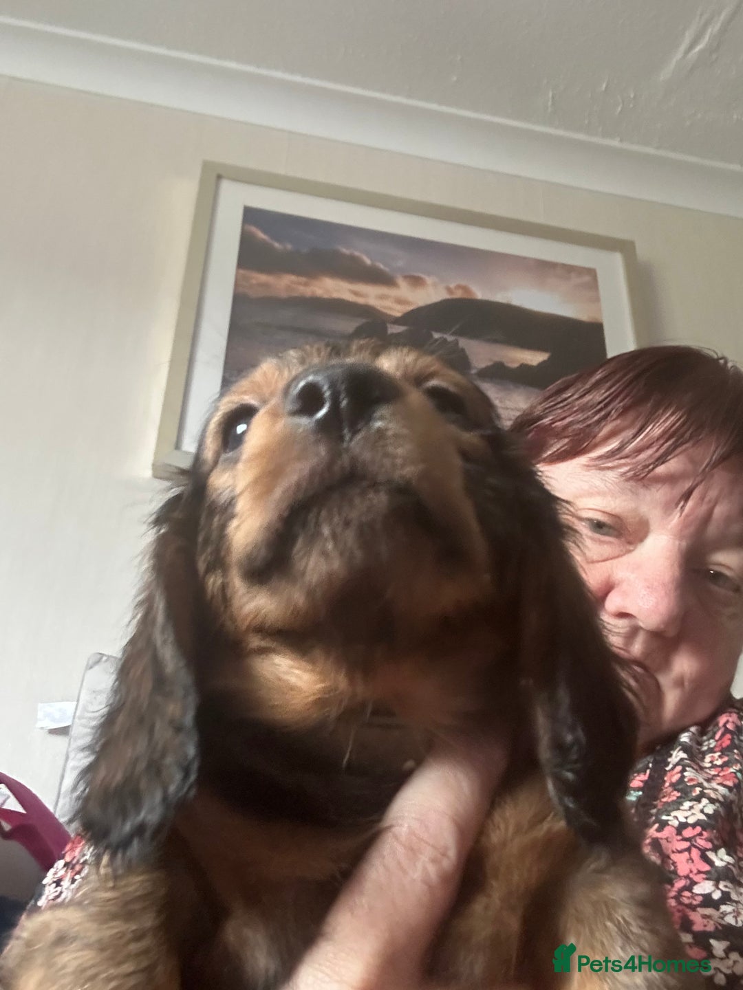Miniature Dachshund dogs for sale: 2 left of a litter of 6 - Image 7
