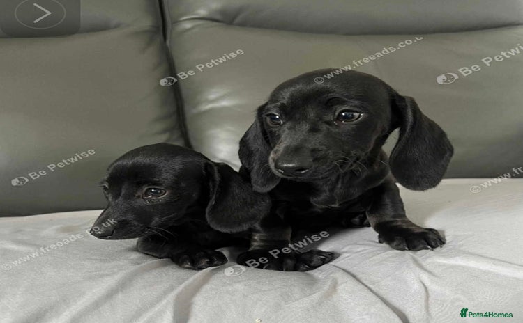 Dachshund dogs Miniature dachshund  - Advert 8