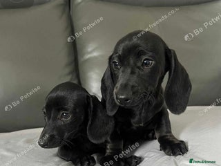 Dachshund dogs Miniature dachshund - Advert 3