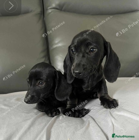 Dachshund dogs Miniature dachshund - Advert 1