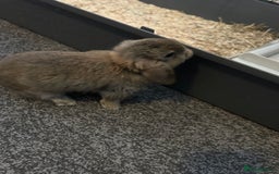 Mini Lop rabbits for sale: Three baby mini lop bunnies  - Image 3