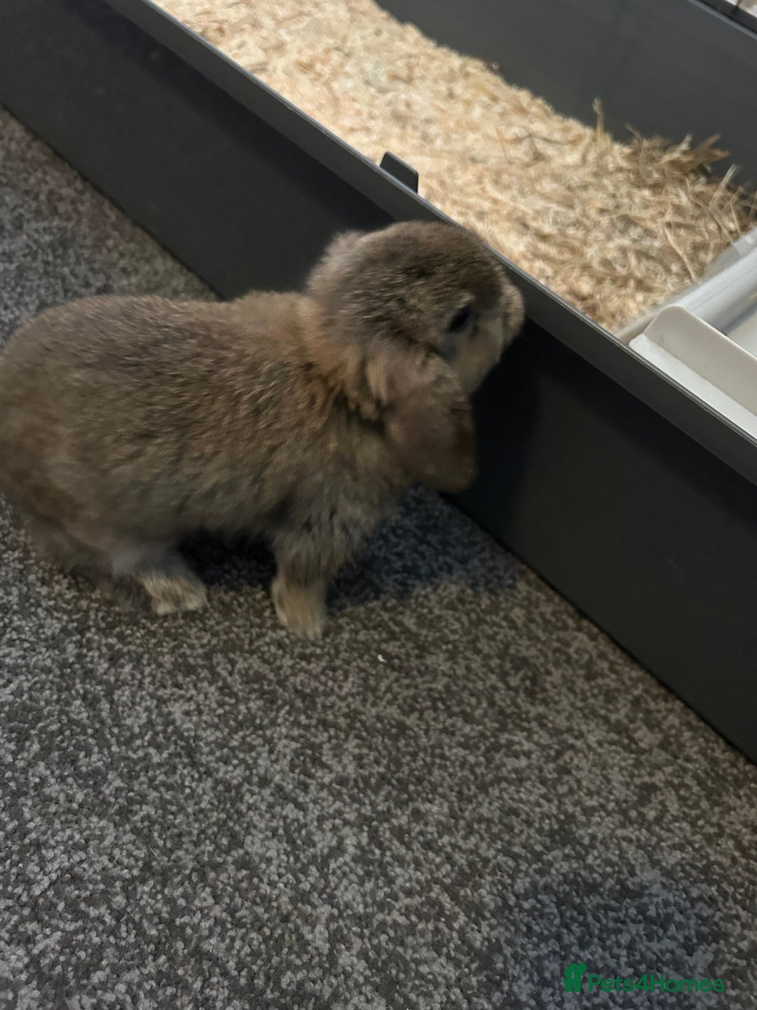 Mini Lop rabbits for sale: Three baby mini lop bunnies  - Image 3