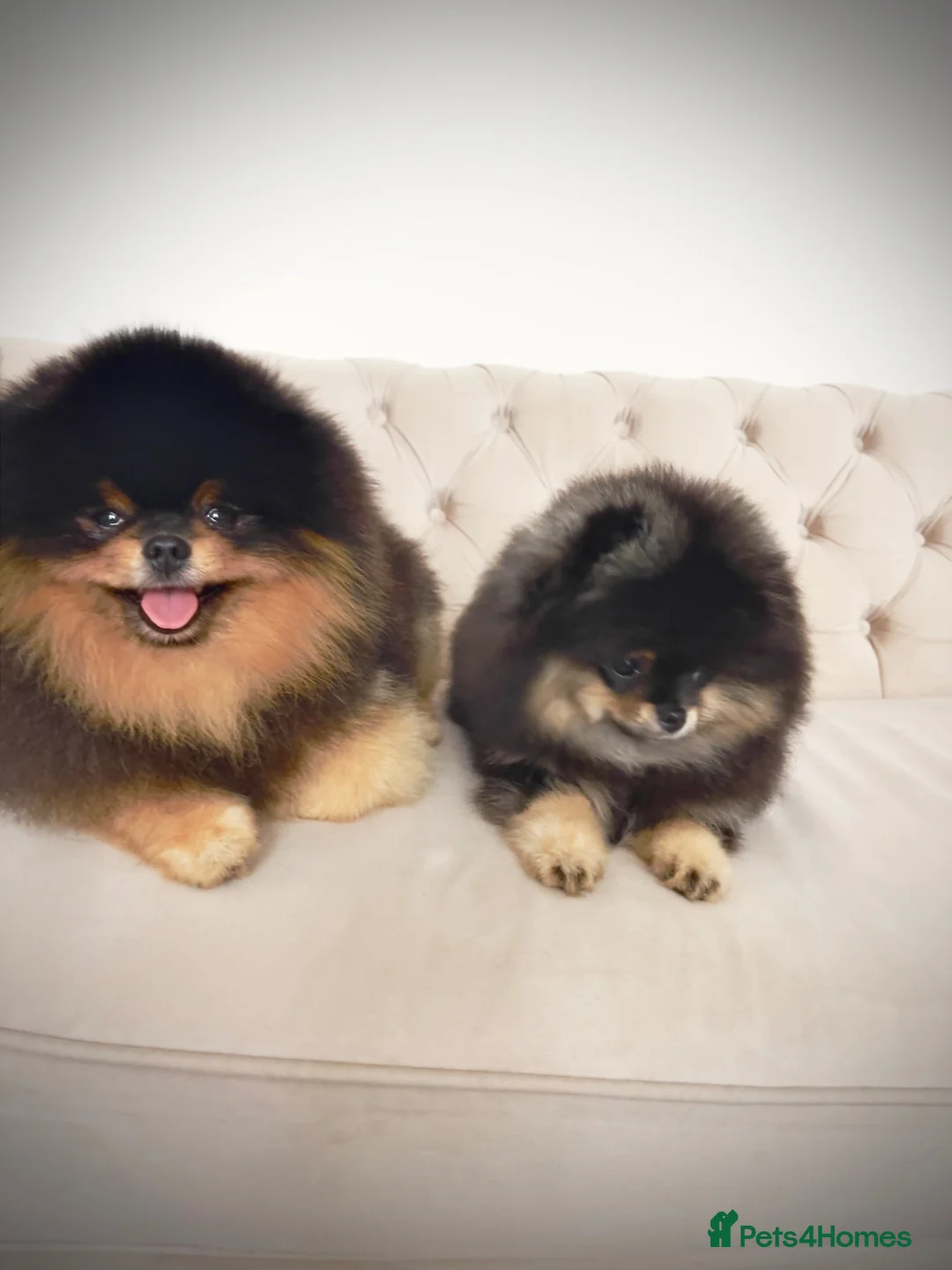Pomeranian dogs for sale: 👑 Exclusive Rare Black & Tan Boy 👑 - Advert 2