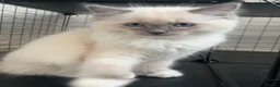 Ragdoll cats for sale: Blue Tortie Point Mitted Ragdoll Kittens - Advert 26