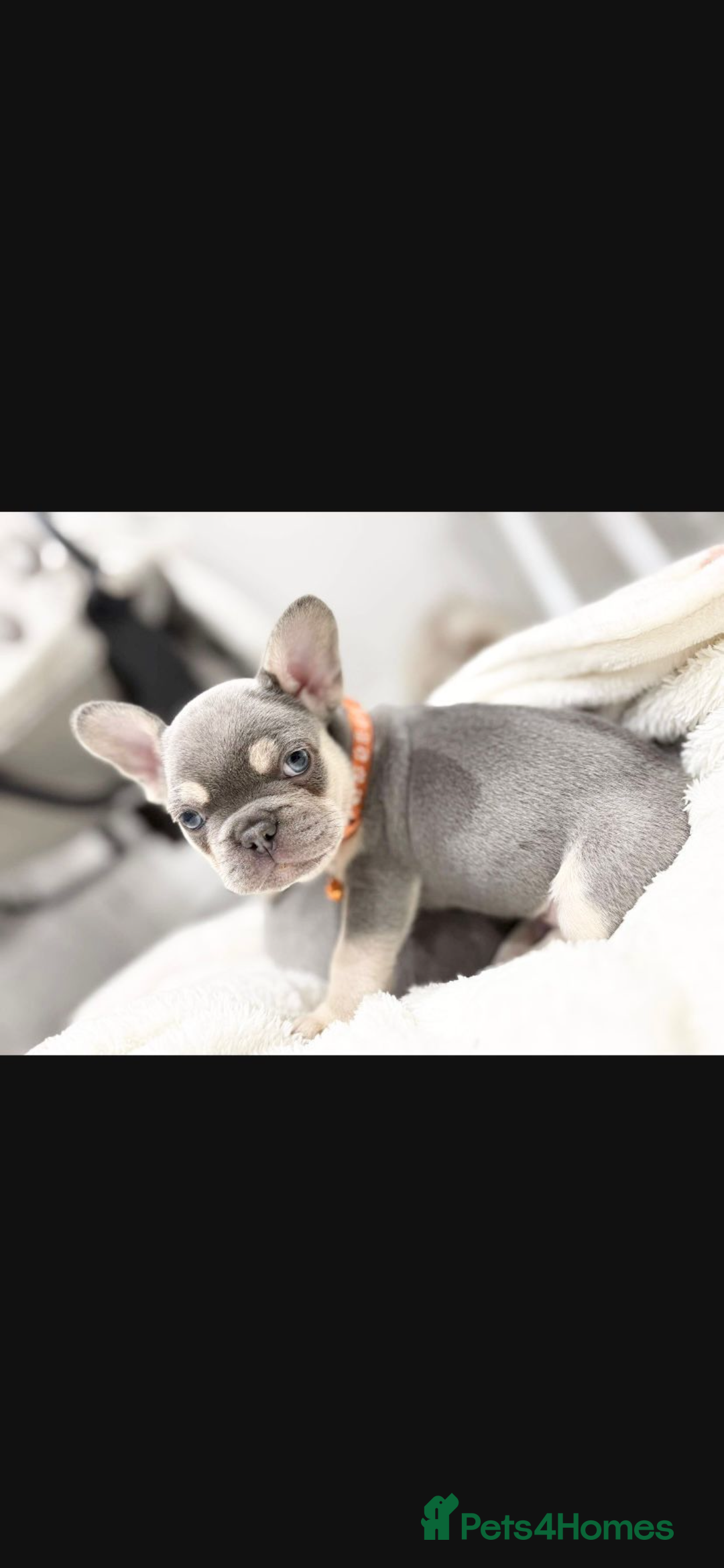 French Bulldog dogs for sale: French bulldog puppies  - Image 16
