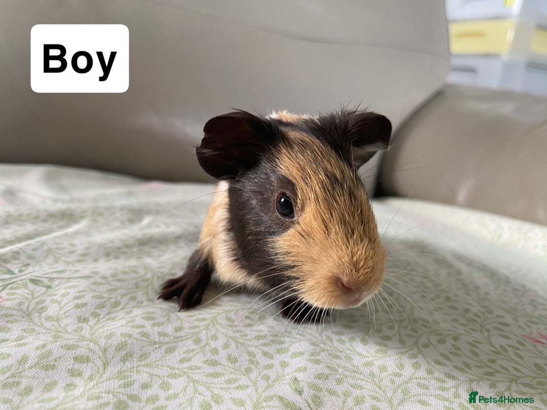 Guinea Pig rodents for sale: Guniea pigs ready to be reserved!  - Image 4