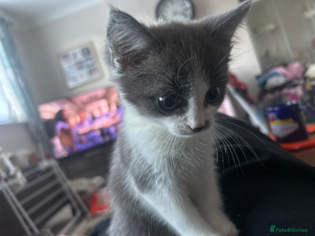 Mixed Breed cats for sale: Beautiful grey and white male - Image 3