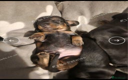Miniature Dachshund dogs for sale: Boys ready now - Image 4