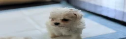 Maltipoo dogs for sale: Asian Toy Maltipoos  - Advert 6