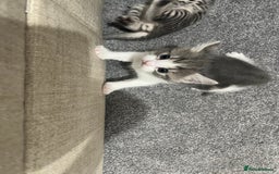 Domestic Shorthair cats for sale: 4 beautiful kittens for sale  - Image 4