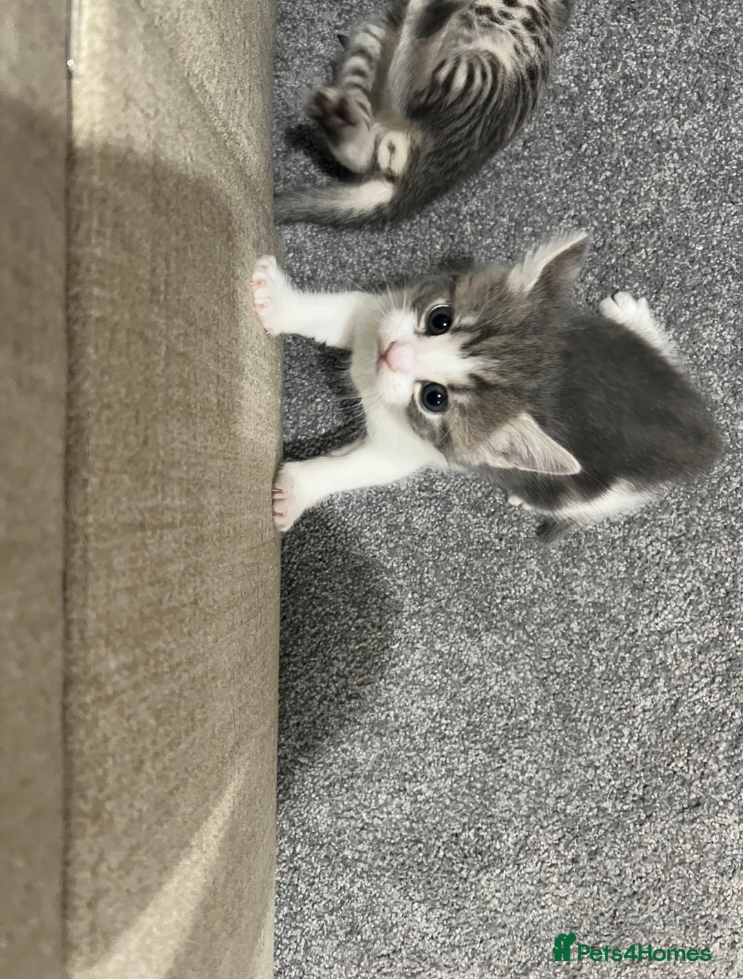 Domestic Shorthair cats for sale: 4 beautiful kittens for sale  - Image 4