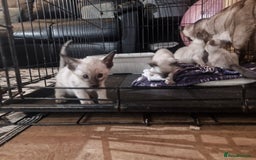 Siamese cats for sale: Siamese kittens  - Image 4