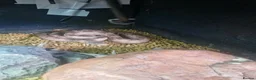 Rat Snake reptiles for sale: Rat Snake - Advert 2