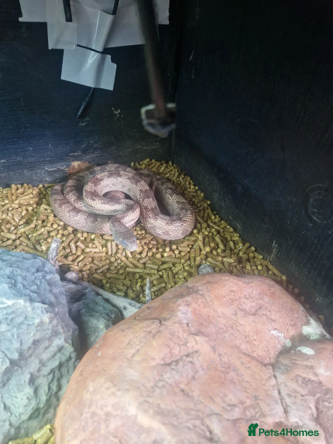 Rat Snake reptiles for sale: Rat Snake - Advert 2