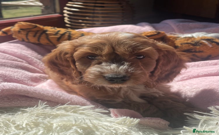 Cockapoo dogs - Advert 12
