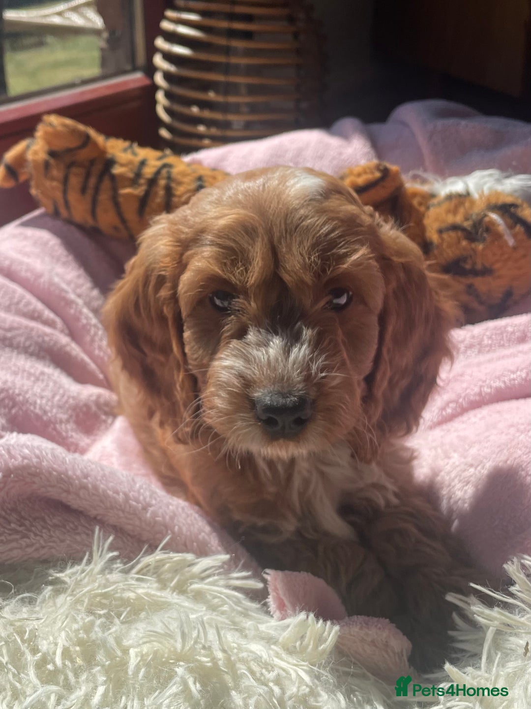 Cockapoo dogs for sale: F1 MINIATURE SHOW-LINE COCKAPOO PUPPIES   - Image 3