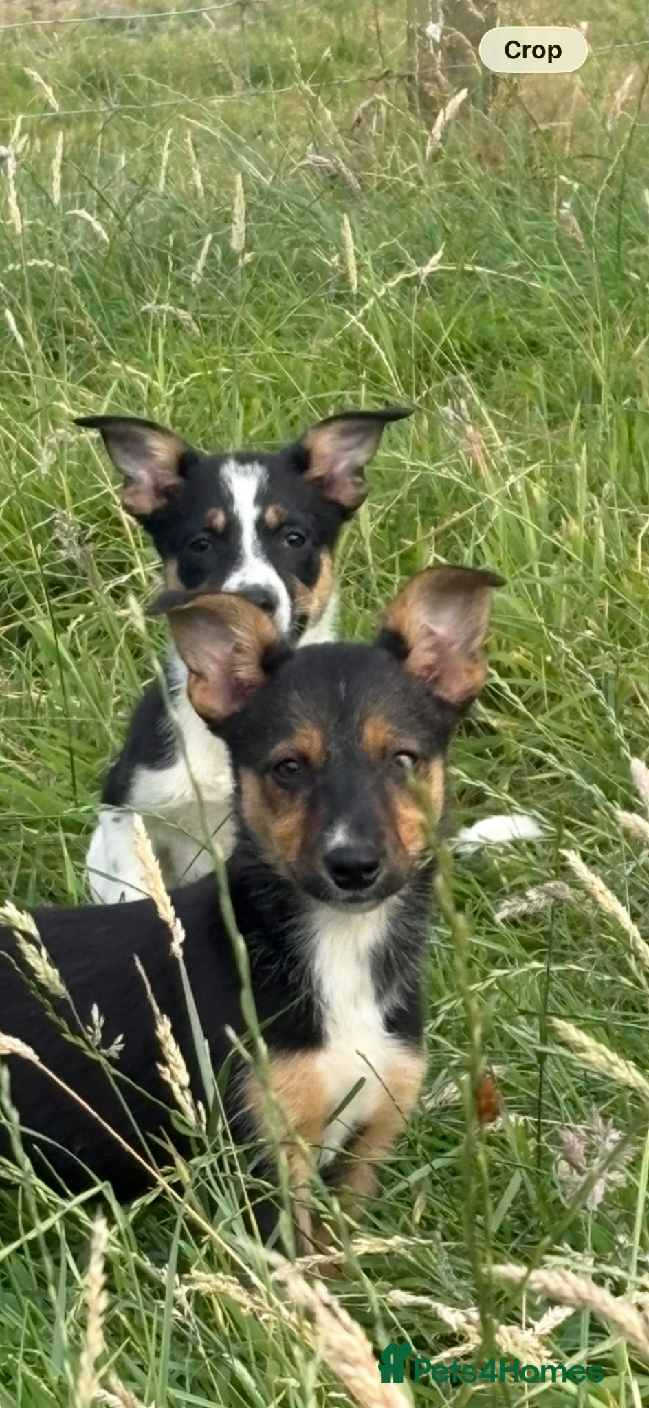 Mixed Breed dogs Lovely Border Collie x Kelpie Pups   - Advert 3