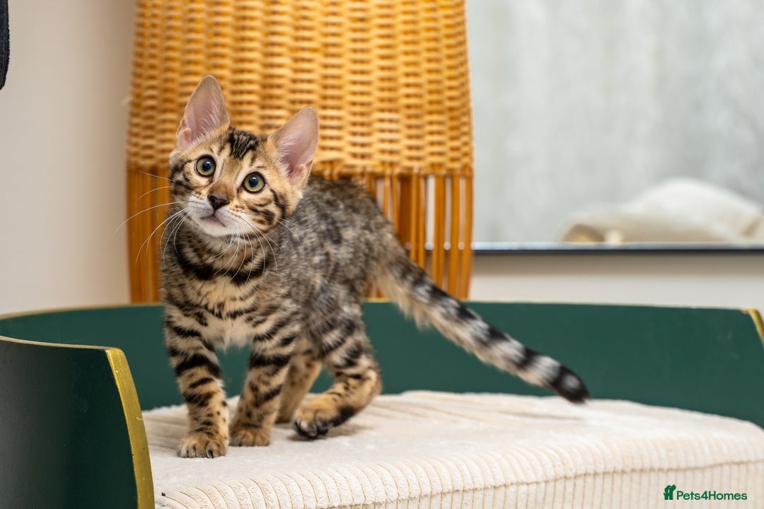 Bengal cats for sale: Top quality Bengal Girl- TICA reg.- AVAILABLE NOW - Advert 8